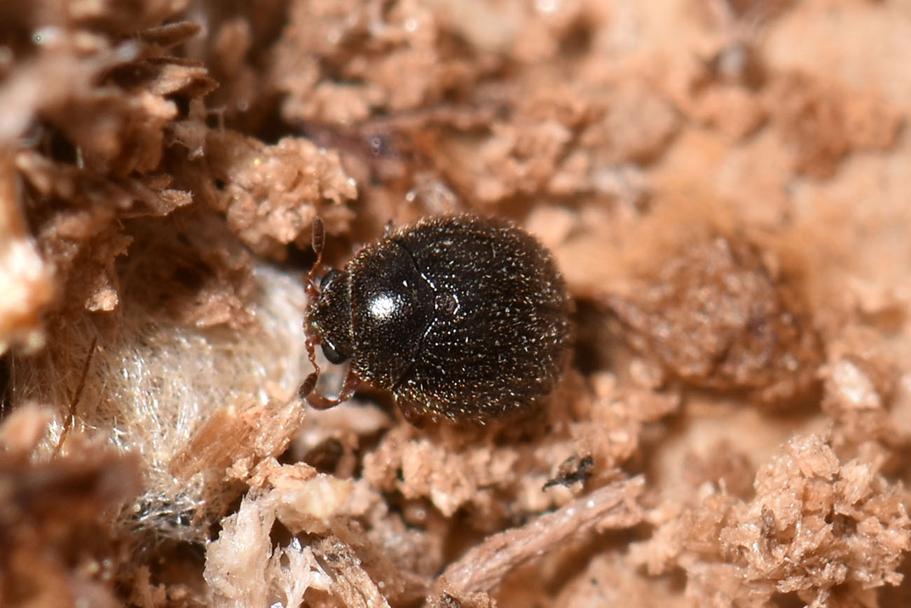 Sphindidae? S, Aspidiphorus sp.